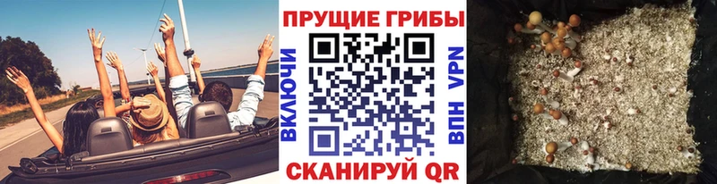 Псилоцибиновые грибы Psilocybe  блэк спрут ССЫЛКА  Барабинск 